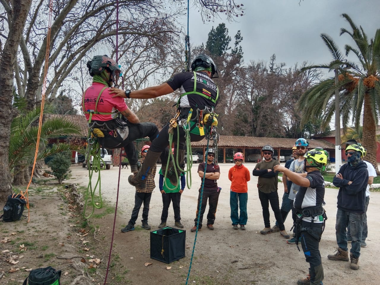 Curso Virtual para Arboristas Principiantes: Cuidado de Árboles 101